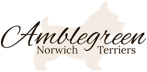 Amblegreen Norwich Terriers Logo