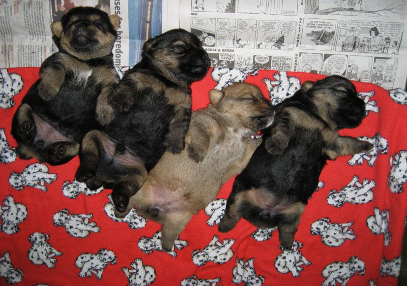 Puppies - Amblegreen Norwich Terriers